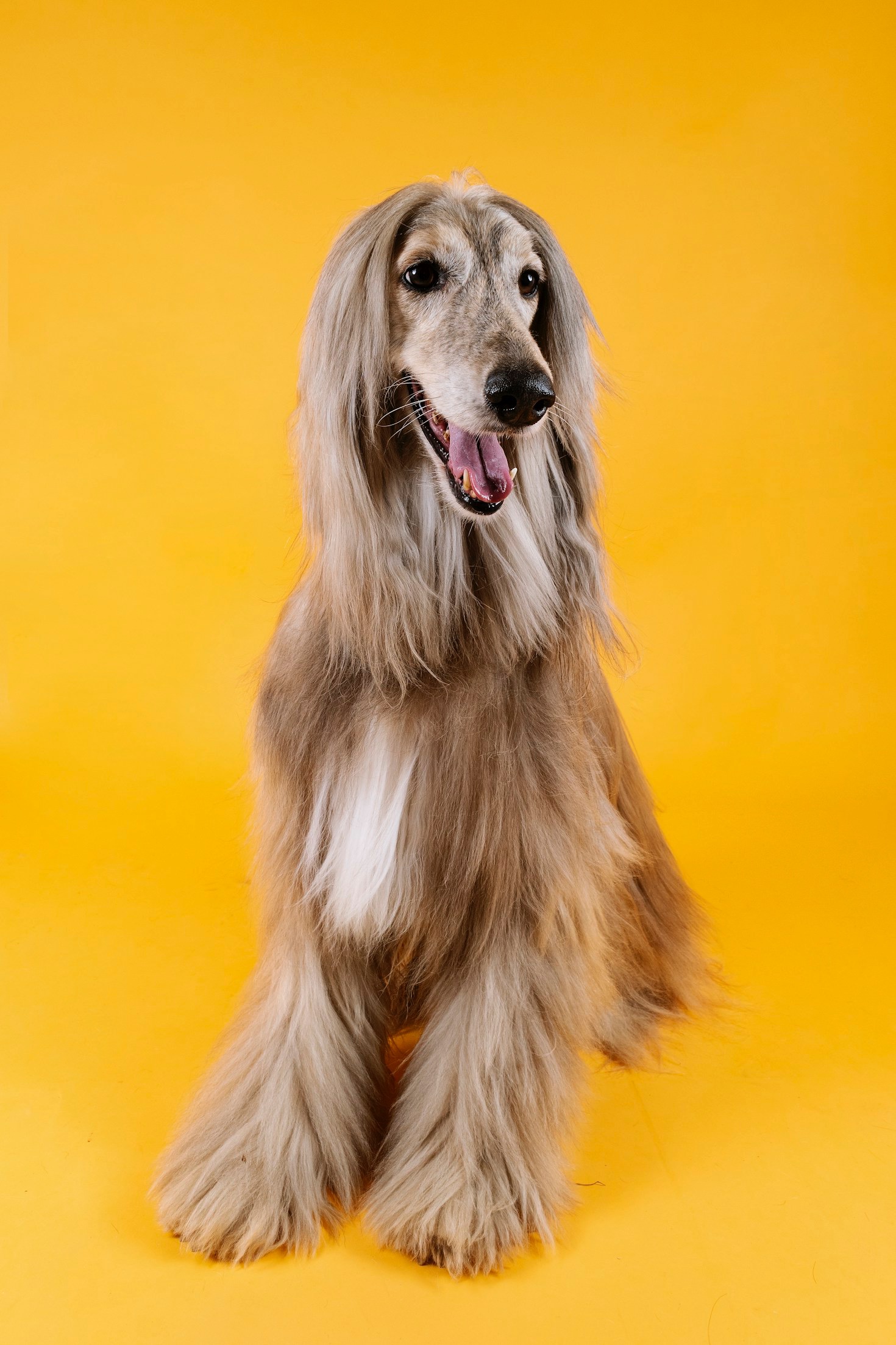 Top Tips for Keeping Your Dog Happy