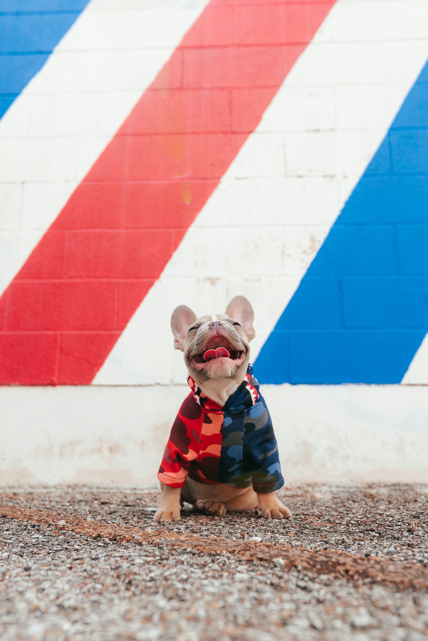 How to Choose the Best Products for Your Pup