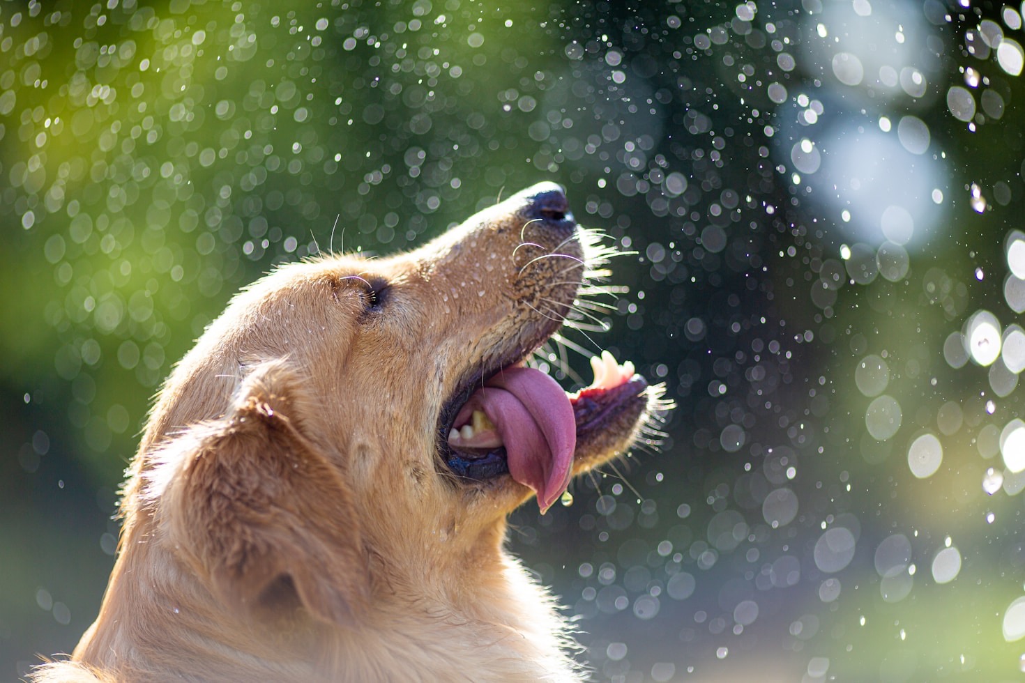 Creating a Daily Routine for Your Dog