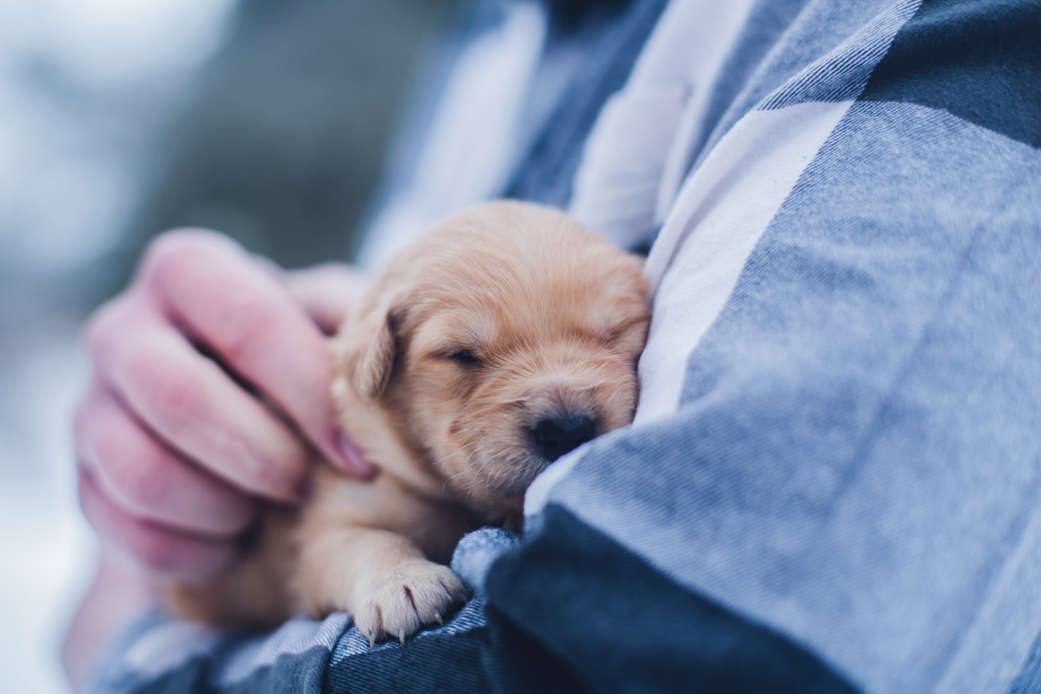 The Benefits of Professional Dog Care