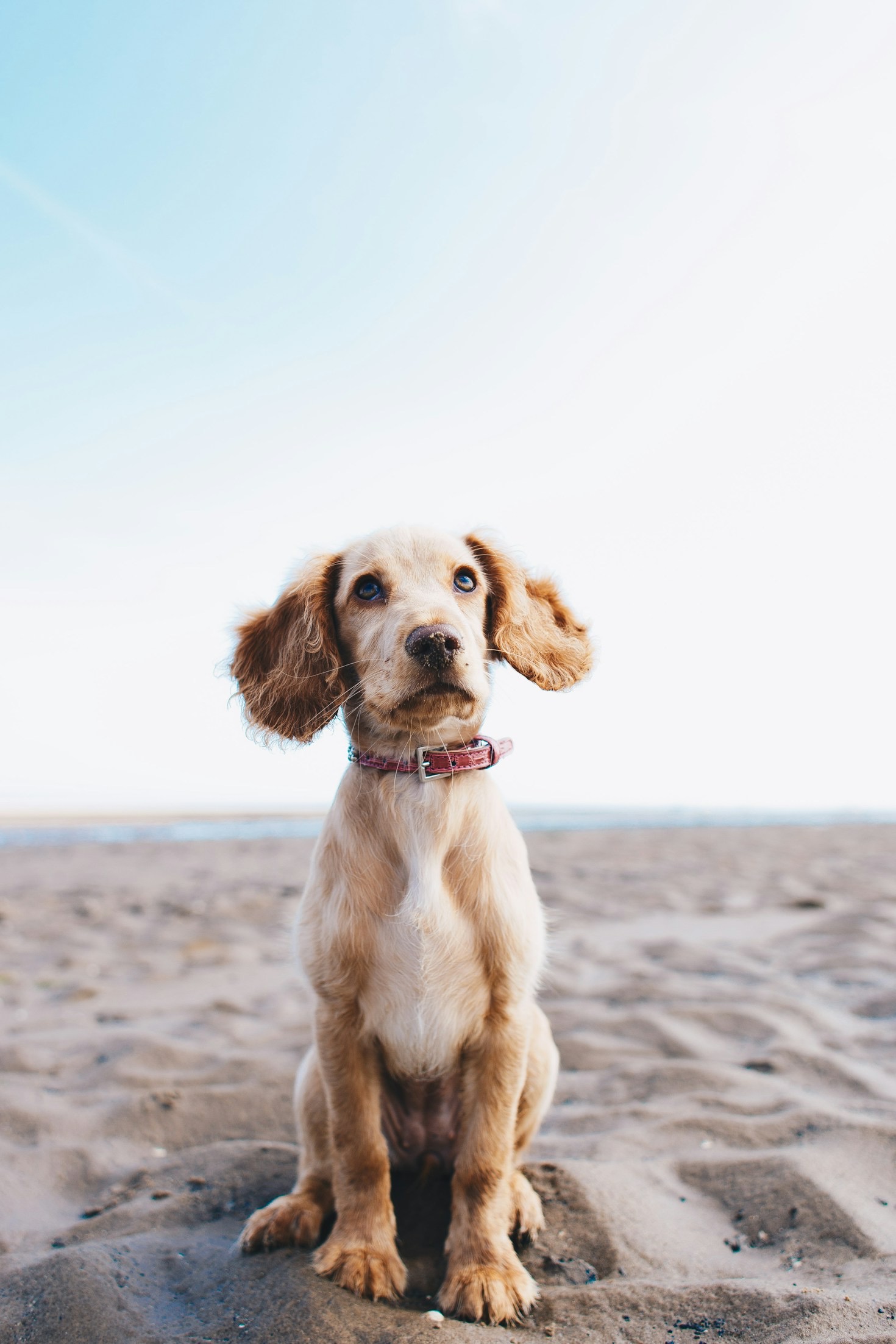 Enhancing Your Pet’s Wellbeing with Wag & Woof