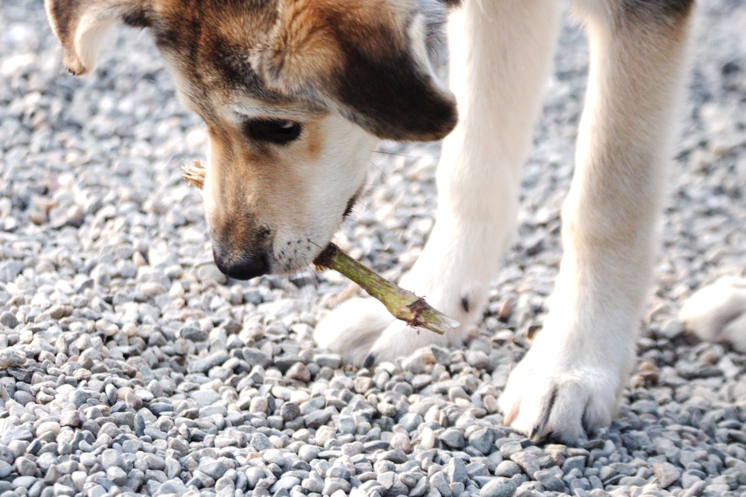 Best Practices for Training Your Dog