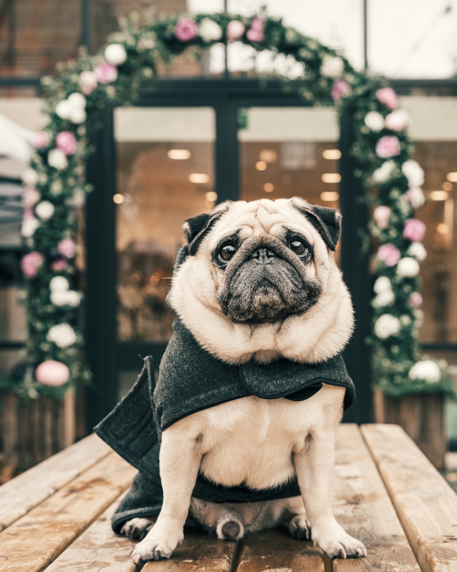 The Importance of Mental Stimulation for Dogs