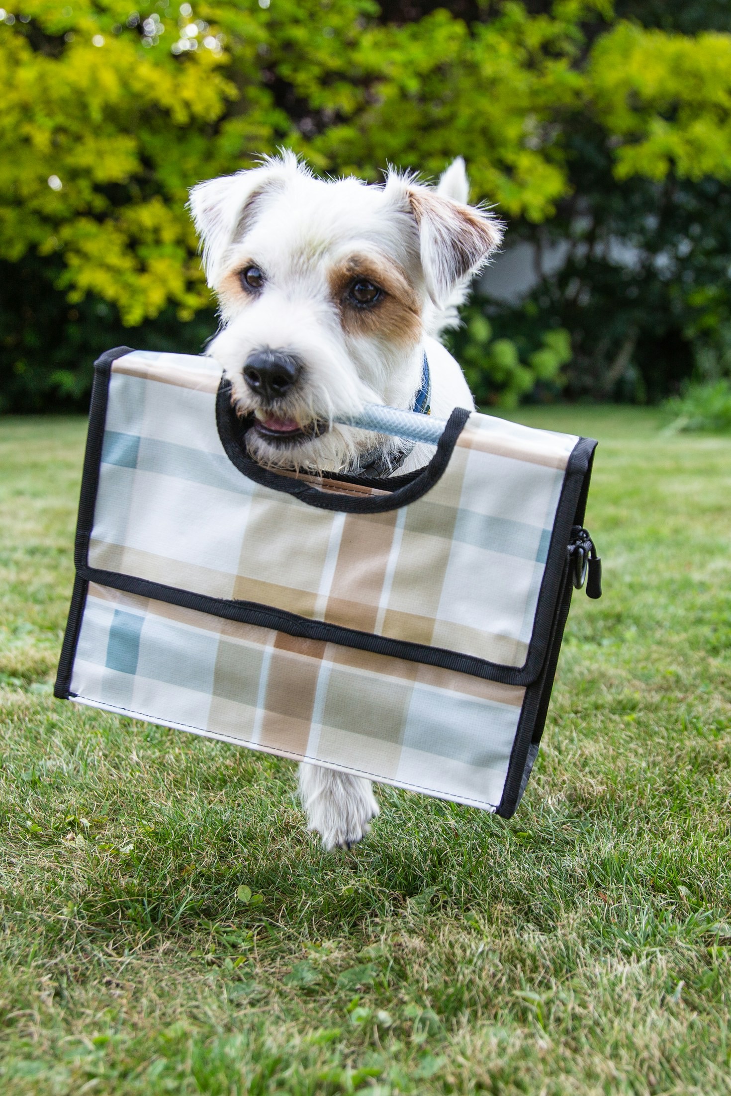 Caring for Senior Dogs: What You Need to Know